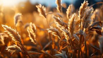 AI generated Sunset over a golden wheat field, nature bountiful harvest generated by AI photo