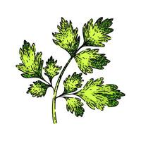 cerefolium chervil sketch hand drawn vector