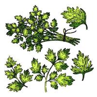 chervil set sketch hand drawn vector