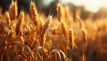 AI generated Rural scene yellow wheat growth in summer meadow generated by AI photo