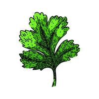 parsley coriander sketch hand drawn vector