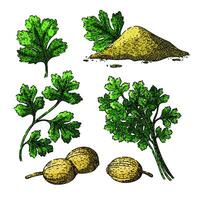 coriander set sketch hand drawn vector