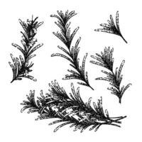 rosemary set sketch hand drawn vector