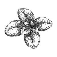 plant marjoram sketch hand drawn vector