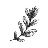 leaves marjoram sketch hand drawn vector