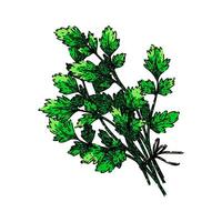 leaf parsley sketch hand drawn vector