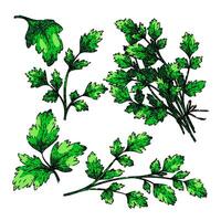 parsley set sketch hand drawn vector