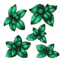 mint set sketch hand drawn vector