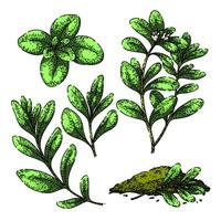 marjoram set sketch hand drawn vector