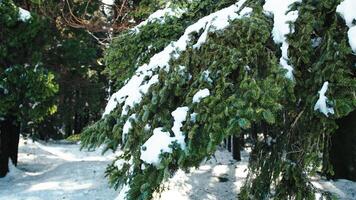 Green tree with snow on the branches photo