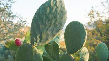 espinoso Pera planta en Sicilia campo foto