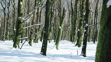 Bare trees in the freezing forest with sunlight photo