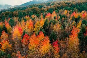 Orange tree of mountains in Autumn season aerial shoot photo