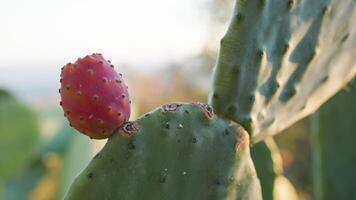 espinoso Pera planta en Sicilia campo foto