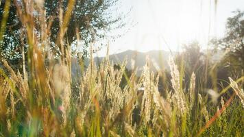 Into The Plants In The Relaxing Nature photo