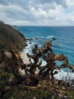 Dry Plants near the mountains on Ocean photo