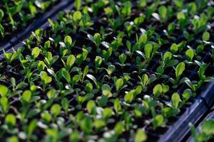 ensalada vegetal plántulas pequeño verde vegetal plántulas crecido en bandeja plantando, creciente sano plantas. foto