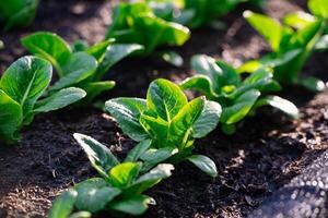 Greenhouse hydroponic vegetable farm fresh green salad growing in the garden. photo