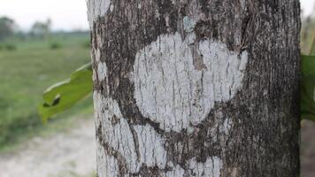 The texture of the tree bark is white and gray photo