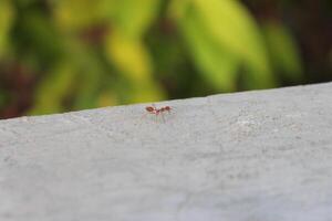 Big red walking ant Oecophylla photo