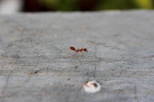 Red ants Oecophylla walking on the wall photo