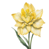 AI generated watercolor graphics  spring flower daffodil png