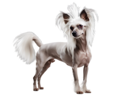 AI generated Happy Full Body Chinese Crested png