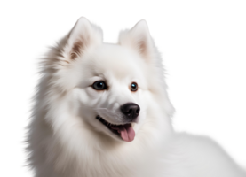 ai gegenereerd speels Amerikaans Eskimo hond png