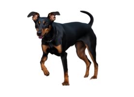 ai generiert glücklich Manchester Terrier png