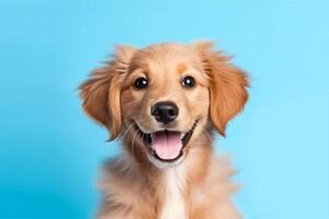 Dog isolated on blue  background photo