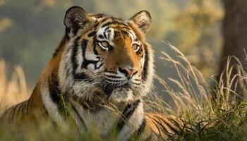 ai generado agresivo masculino Tigre cara de cerca descansando en césped en el bosque foto