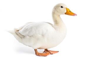 Duck  isolated a on white background.Generative Ai. photo