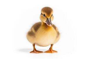 Duck  isolated a on white background.Generative Ai. photo