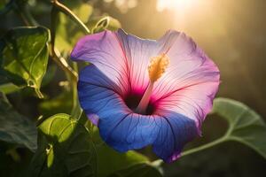 ai generado Mañana gloria - ipomoea - flor nativo a central y sur America - conocido para su en forma de trompeta floraciones y brillante colores. un símbolo de amor y afecto foto