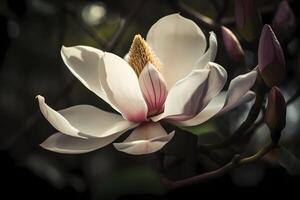 ai generado magnolia - flor nativo a varios partes de el mundo - conocido para su grande, llamativo floraciones en sombras de rosa, blanco, y púrpura. un símbolo de perseverancia y dignidad foto