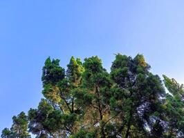 Background of trees and blue sky photo