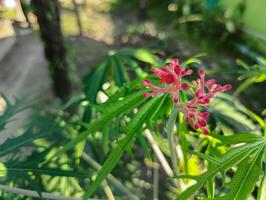 The Jarak Bali plant has medicinal properties photo