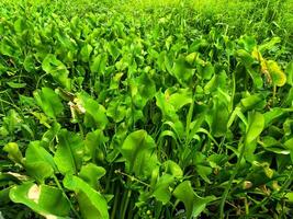 Water hyacinth in watery swamp areas photo