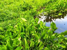 Water hyacinth in watery swamp areas photo