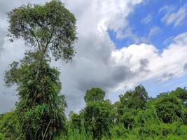 Jungle trees that grow in swamps photo