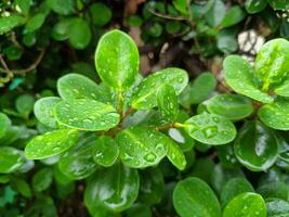 Ficus annulata, background of Banyan Tree leaves wet from rain photo