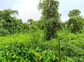 Jungle trees that grow in swamps photo