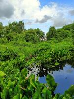 Water hyacinth in watery swamp areas photo