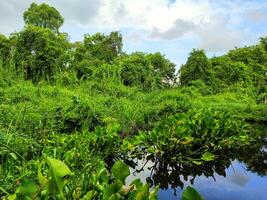 Water hyacinth in watery swamp areas photo