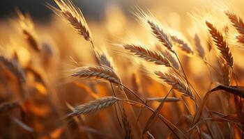 AI generated Rural scene, yellow wheat growth in summer meadow generated by AI photo