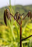 closeup photo of plants