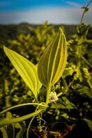 closeup photo of plants