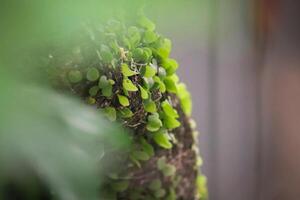 closeup photo of plants