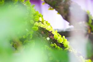 closeup photo of plants