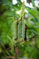 de cerca foto de plantas